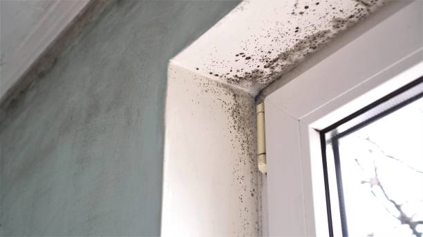 Best Mold Cleaning Services  in Genoa City, WI