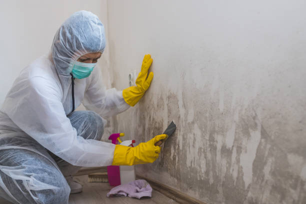 Best Residential Mold Removal  in Genoa City, WI