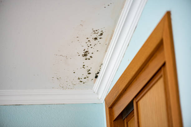 Best Office Mold Removal Services  in Genoa City, WI