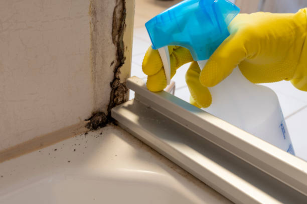 Best Local Mold Removal Service  in Genoa City, WI