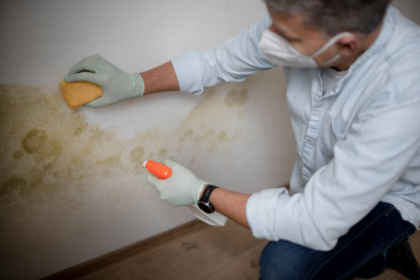 Best Local Mold Removal Service  in Genoa City, WI