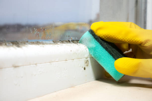 Best Attic Mold Removal  in Genoa City, WI