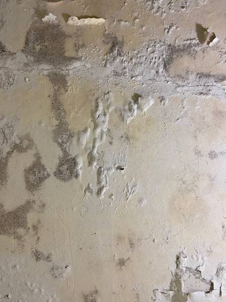 Best Mold Remediation  in Genoa City, WI