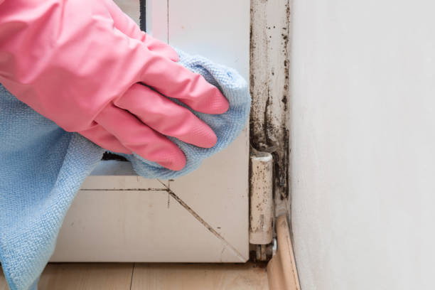 Best Certified Mold Removal  in Genoa City, WI