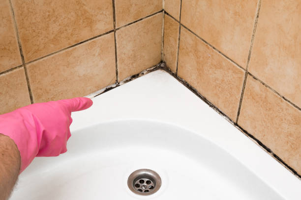 Best Toxic Mold Removal  in Genoa City, WI